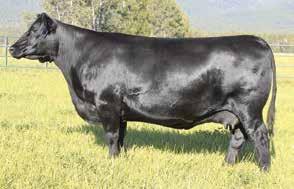 Lucy 1037 posts ultrasound ratios IMF 16@112 and REA 16@106 with three daughters maintaining a combined WR 4@100.