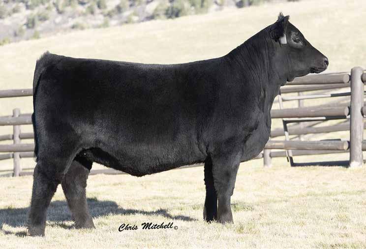 Selling an outstanding daughter of the featured Spruce Mountain Ranch donor, Rita 1767 by the proven growth and and Marb sire in the 44 Farms and Vintage Angus Ranch herd sire batteries, Discovery.