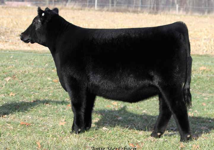 SCC FIRST-N-GOAL GAF 114 A maternal sister to this featured Select Sires roster member sells as Lot 43.