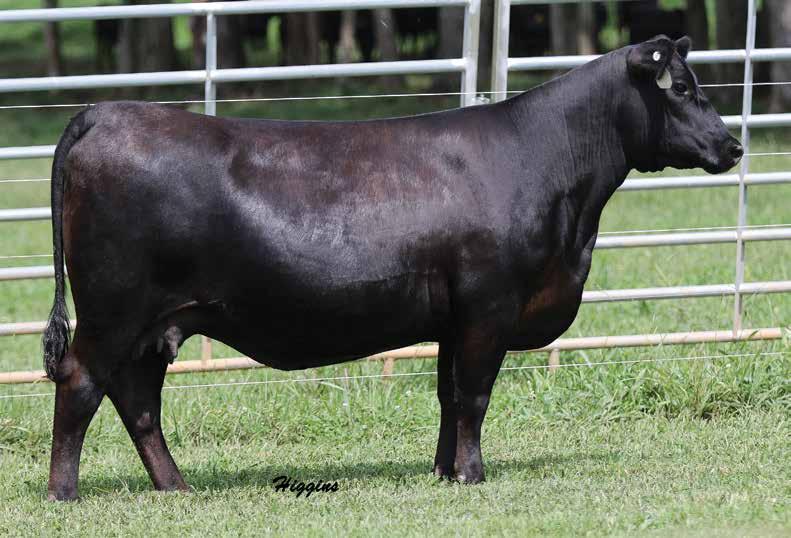 SRF TEN X RITA 26 The $60,000 valued donor dam of Lot 44 featured in the Stonewall Ridge Farm and Spruce Mountain Ranch programs.