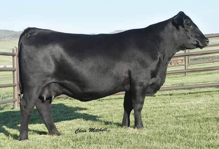 Featuring a heifer pregnancy from one of the featured members of the herd sire producing Isabel family in the Spruce Mountain Ranch program, Isabel C270 sired by the highlighted calving-ease and