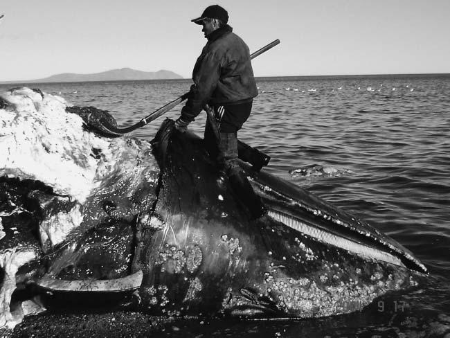 130 bowhead whale was caught, in November. Walruses were caught in June and August December, with the number of animals caught exceeding 150, the most during the year.