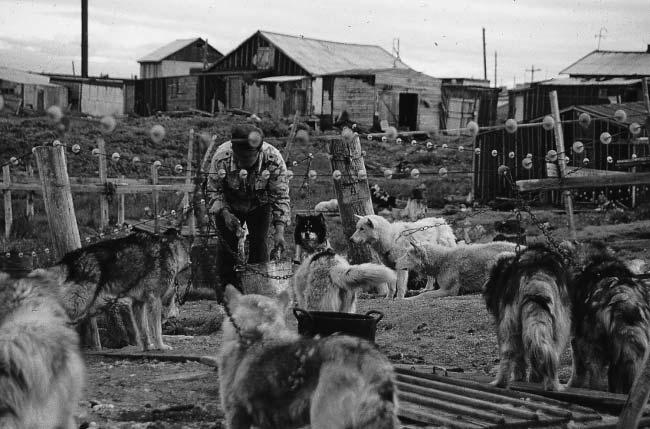 Whale Hunting and Use among the Chukchi in Northeastern Siberia 125 Photo 2 One dog team owned by one Chukchi (Photograph by K. Ikeya) pre-socialist times.