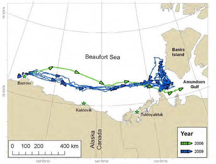 Spring (April June) tracks of bowhead whales (tagged near Pt.