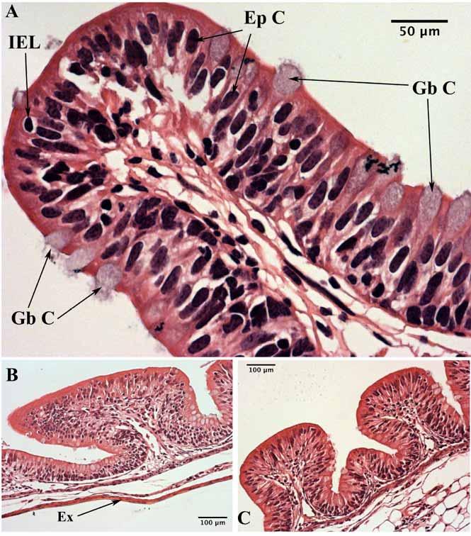 74 The Open Zoology Journal, 2009, Volume 2 Hassanpour and Joss Fig. (11). The histology of rugae in N. forsteri, H & E staining.