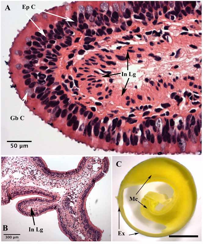 Anatomy and Histology of the Spiral Valve Intestine The Open Zoology Journal, 2009, Volume 2 75 Fig. (12). Multidimensional structure in medial axis of hindgut, where no spleen tissue is present.