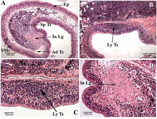 76 The Open Zoology Journal, 2009, Volume 2 Hassanpour and Joss Fig. (13). The histology of spleen in juvenile N. forsteri, H & E staining.