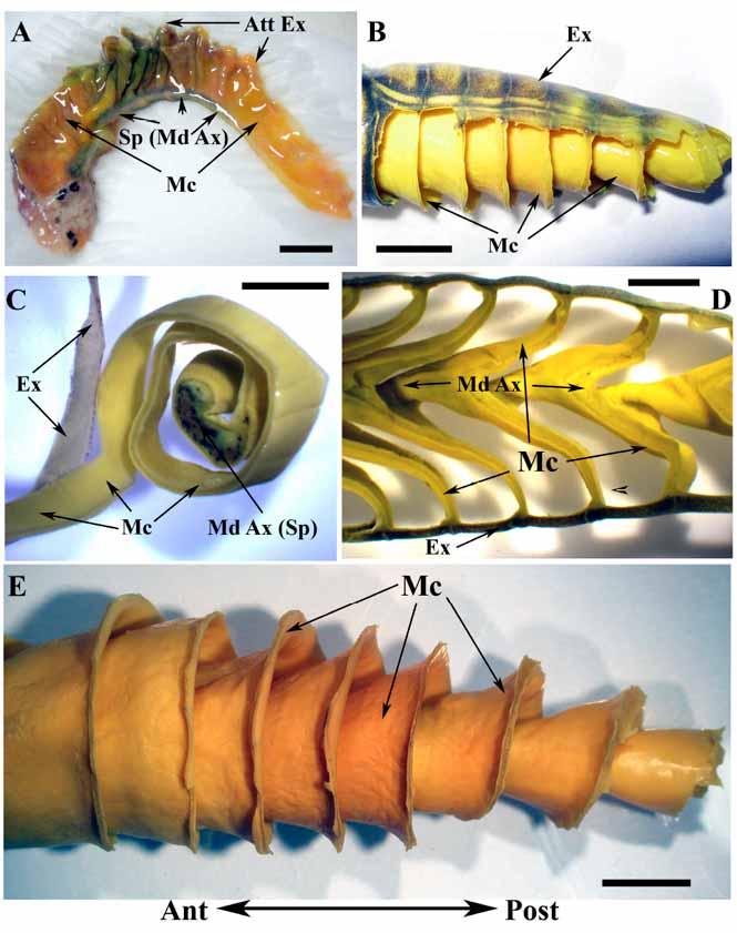 Anatomy and Histology of the Spiral Valve Intestine The Open Zoology Journal, 2009, Volume 2 77 Fig. (14). The mucosal tissue of the spiral valve intestine in Australian lungfish.