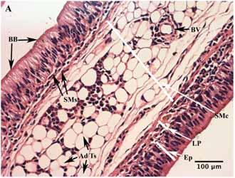 78 The Open Zoology Journal, 2009, Volume 2 Hassanpour and Joss Fig. (15). The histology of mucosal tissue in juvenile N. forsteri, H & E staining.