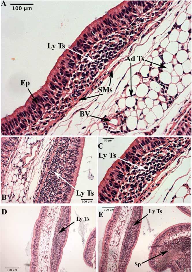 Anatomy and Histology of the Spiral Valve Intestine The Open Zoology Journal, 2009, Volume 2 79 Fig. (17). An aggregation of cells (lymphoid tissue) in the mucosal tissue of juvenile N.