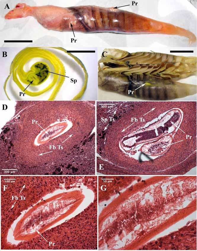 82 The Open Zoology Journal, 2009, Volume 2 Hassanpour and Joss Fig. (20). Parasites in spiral valve intestine of juvenile N. forsteri.