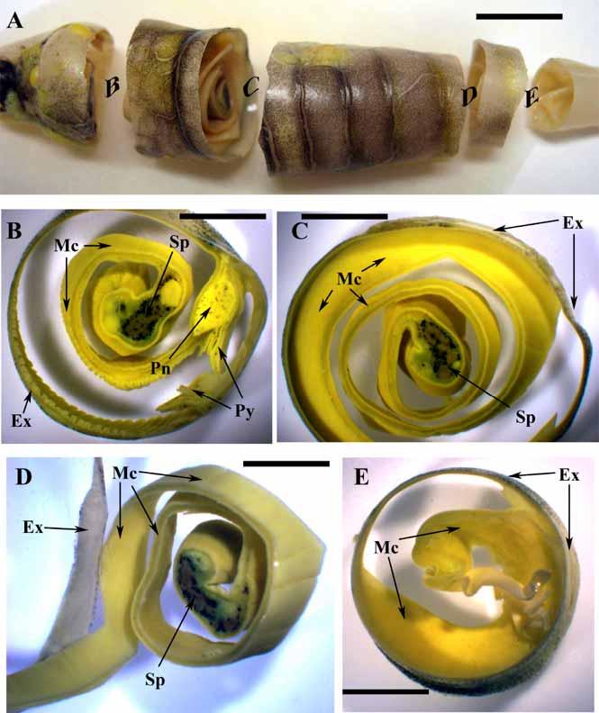 Anatomy and Histology of the Spiral Valve Intestine The Open Zoology Journal, 2009, Volume 2 65 Fig. (2).