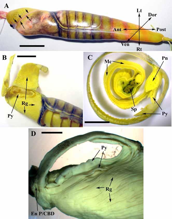 Anatomy and Histology of the Spiral Valve Intestine The Open Zoology Journal, 2009, Volume 2 69 The pyloric fold may be described as a deep and straight evagination of the epithelium of the mucosal