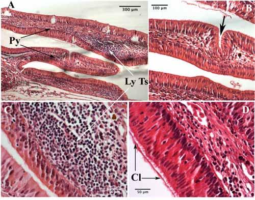 70 The Open Zoology Journal, 2009, Volume 2 Hassanpour and Joss Fig. (7). The histology of pyloric fold in N. forsteri, H & E staining.