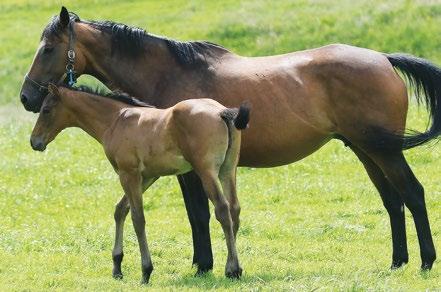 management. All foals receive the best start in life and any horse requiring immediate veterinary attention receives it. We are delighted to welcome back Birte Bauer for a second year.