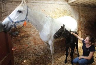 In situations where mares are difficult to get in-foal, having an in-house vet gives us the opportunity to treat them at the optimal time.
