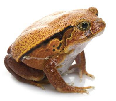 Fantastic frogs! tomato frog There are about 4,000 kinds of frogs. Frogs are animals called amphibians.