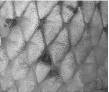 Lernaea spp, scale and skin erosions in cyprinus carpio As for the cyprinus carpio, the highest disease frequency was found in the samples gathered