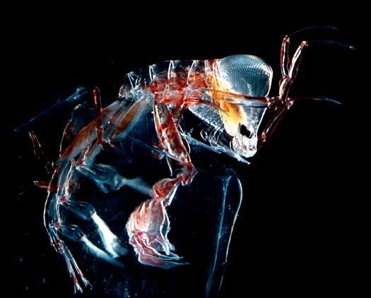 While the many familiar marine animals Copepods have evolved to be the fastest have larval stages, these species are not the animals on earth relative to body size.