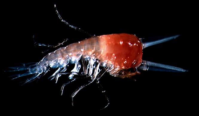 Using a high-speed video microscope, In fact, the vast majority of zooplankton copepods have been clocked at 500 body spend their entire lives as holoplankton lengths per second.