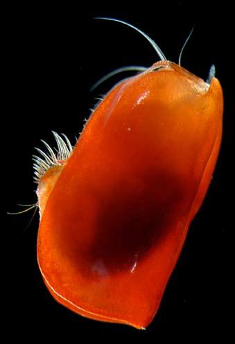 Pelagobia longicirrata is a pelagic Polychaete worm, from the deep Arctic