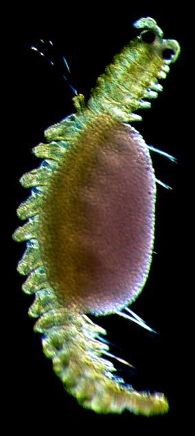 This green polychaete worm has left the seafloor to lay her clutch of pink eggs