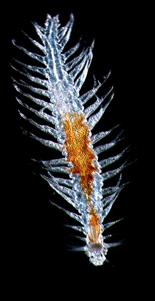 Alacia valdiviae is a deepwater Ostracod or clamshrimp, a small crustacean