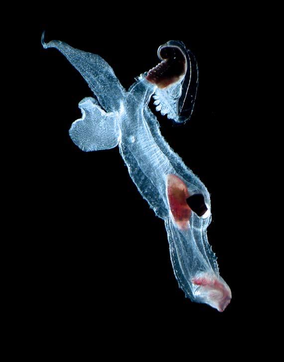 The sea-angel Clione limacina is a predatory pteropod, another shell-less pelagic snail that flies through the water with it s tow wings, hunting for other snails to eat. Size up to 3 cm.