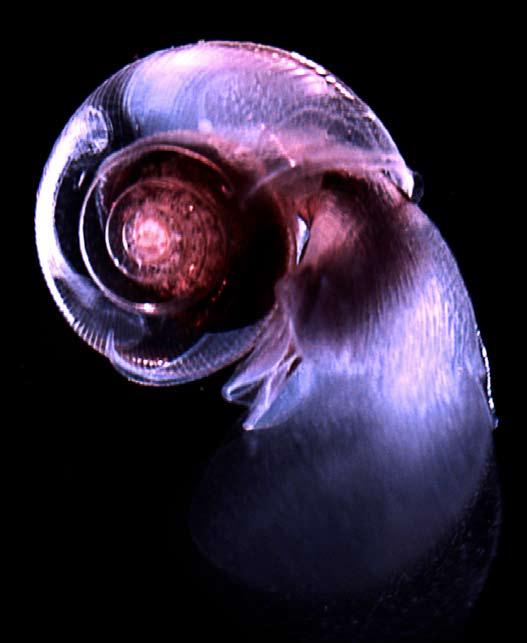 The shelled pteropod Diacria trispinosa feeds by secreting a bubble of mucus from its large fleshy wings.