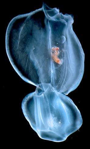The pelagic snail Phylliroe atlantica begins life as a parasite within jellyfish, but as it grows, it becomes a predator on them. It swims using its flattened tail. Size up to 4 cm.