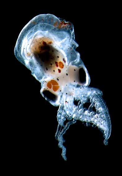 A combination of traditional sampling methods, using plankton nets This baby octopus spends its early life hunting in the plankton, soon it will move to the seafloor beginning the cryptic life-style