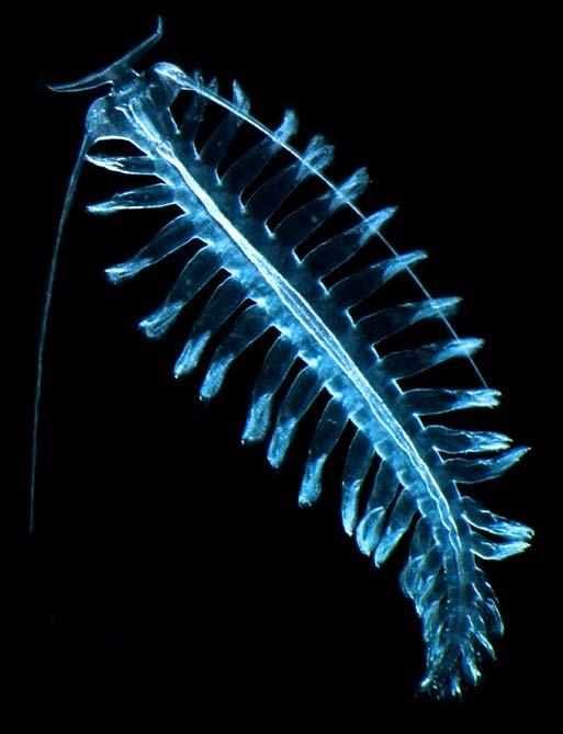A far more important part of ocean exists hidden from your perspective, the realm of the zooplankton small drifting animals found throughout the world s oceans.