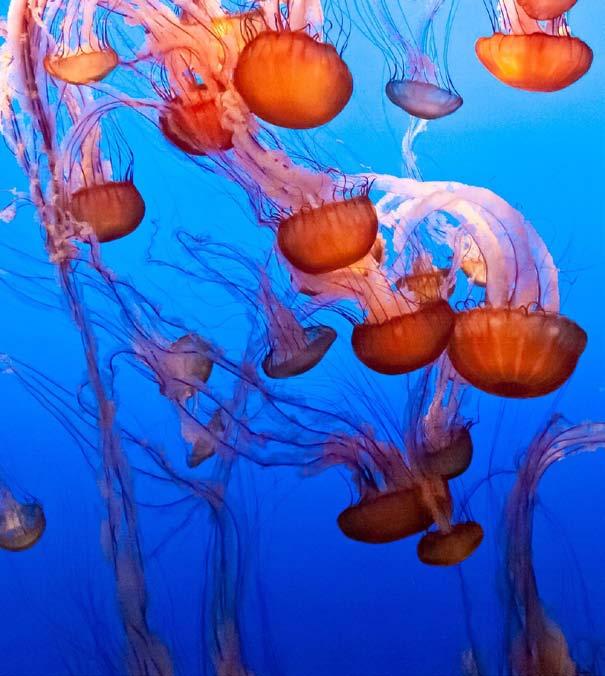 You and your jellyfish cousins live in every ocean in the world. Some also live in lakes and ponds. Some live in warm water, and others prefer cold water.