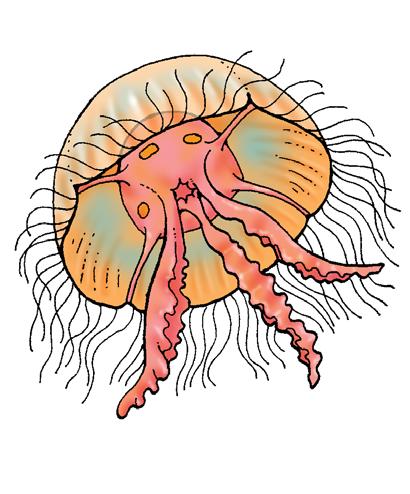 Jelly Bodies Like all jellyfish, you have no brain, heart, blood, or bones. Your body is made of water, muscles, and nerves.