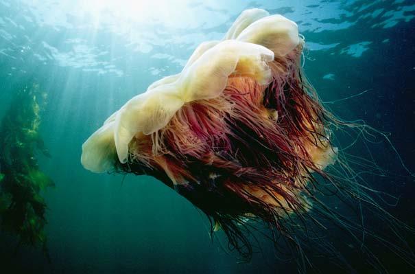 Getting Around Do You Know? The smallest jellyfish is as tiny as a pearl. The largest jellyfish is the lion s mane jellyfish.