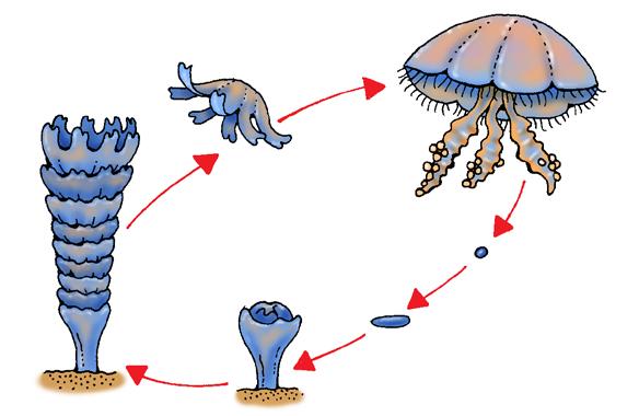 You just happen to be in the same place at the same time. Life Cycle You began your jellyfish life as an egg released into water by your mom.