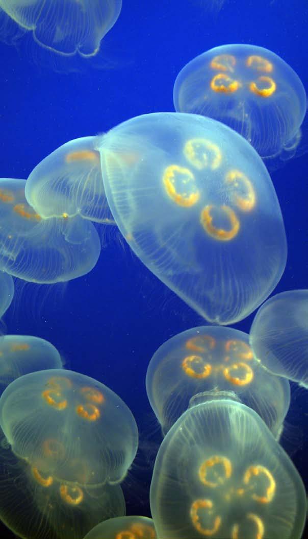 People need to remember to never touch a jellyfish! Even a dead jelly can sting.