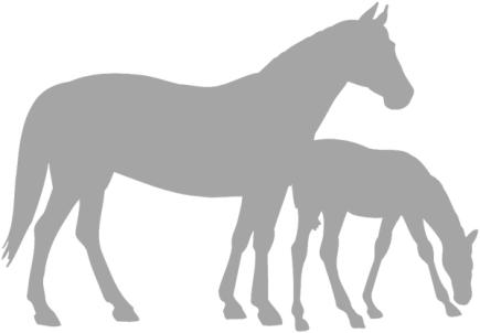 BREEDING PURPOSES (Thoroughbreds) Thoroughbreds accepted under Breeding Purposes Only, be accepted equivalent to First Cross.