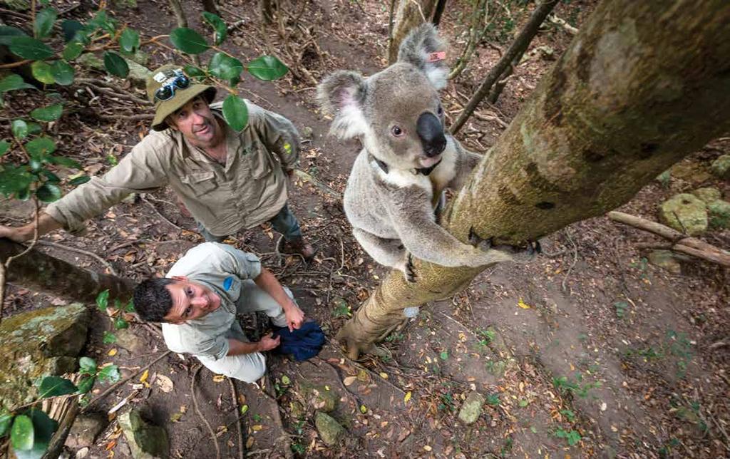 Unraveling More Koala Secrets Koalas intrigue our researchers and their partners at the University of Queensland, Central Queensland