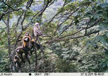 A new addition created by Dr. Mathias Tobler is our Camera Base database, now used by researchers worldwide and a great tool for analyzing data from camera traps.