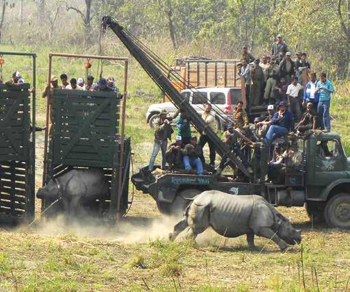 Dr. Bibhab Talukdar/IRF India There s more good news for greater one-horned rhinos: in March 2012, two more females and two males were released into Manas National Park in Assam, bringing the number