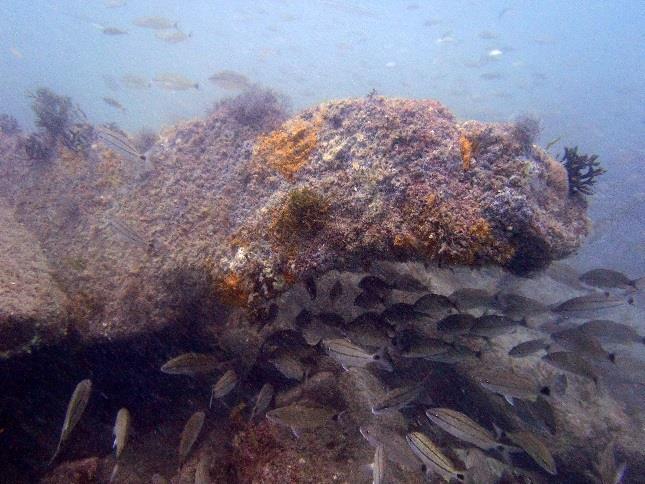 Interaction of Artificial Reefs in Ecosystem Artificial Reefs enhance