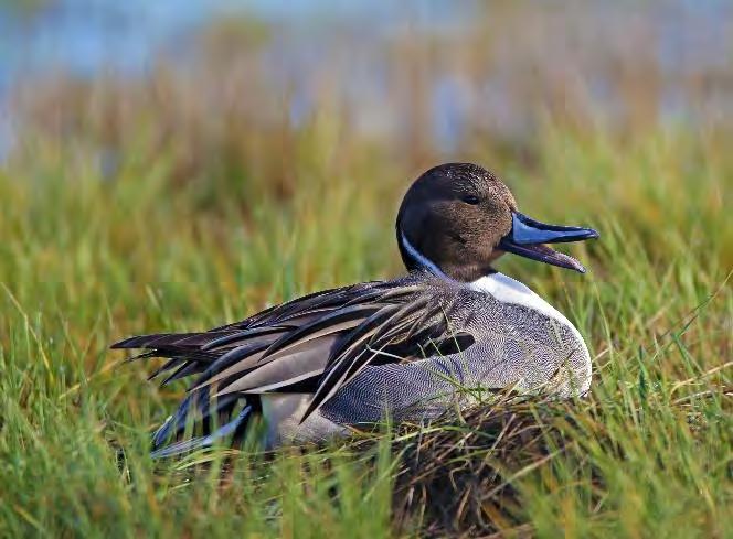 Oregon species include two groups, upland (mourning doves, band-tailed pigeons, and Wilson s snipe) and waterfowl (ducks, geese, mergansers and coots).