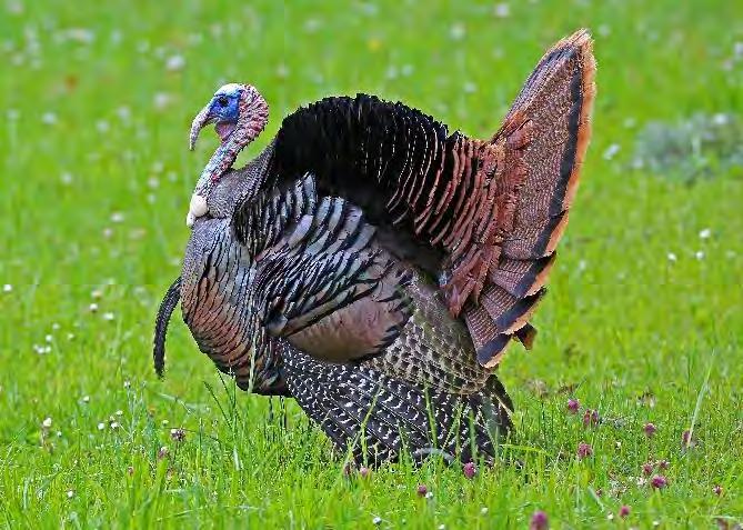 Upland Species Description and Information The following provides information on upland game bird species in the state and the most complete population and harvest information available to date