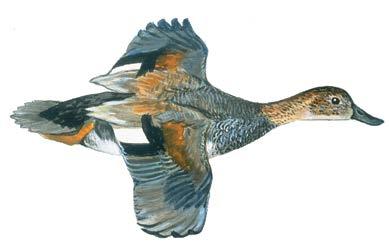 Pintail drake Look for a long, pointed tail and a white neck,