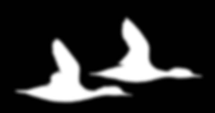 Ducks of Arkansas Hooded Merganser Length 21½ inches Mergansers have narrow, pointed