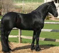 COLORS AND MARKINGS GENERAL KNOWLEDGE STUDY GUIDE I. Colors Colors in the horse industry are extremely important for identification, and for breeding purposes.