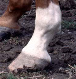 pastern Ankle White that extends from