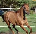 Most have a dorsal stripe. grulloquarterhorses.homestead.