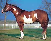 Tobiano- The white markings appear to descend vertically down the body and upward from the hooves.
